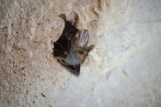 esser false vampire bat  are sleeping in the cave hanging on the ceiling period midday