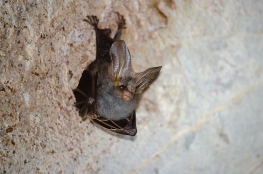 esser false vampire bat  are sleeping in the cave hanging on the ceiling period midday