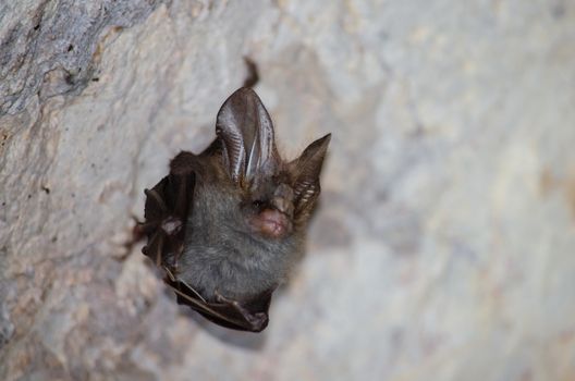 esser false vampire bat  are sleeping in the cave hanging on the ceiling period midday