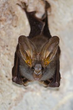 esser false vampire bat  are sleeping in the cave hanging on the ceiling period midday