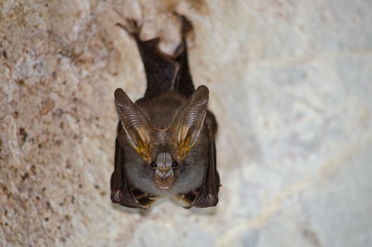 esser false vampire bat  are sleeping in the cave hanging on the ceiling period midday