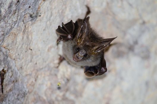 esser false vampire bat  are sleeping in the cave hanging on the ceiling period midday