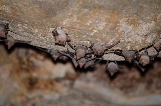 Long-winged Tomb Bat   are sleeping in the cave hanging on the ceiling period midday