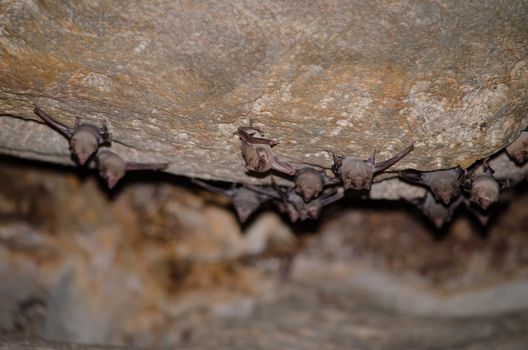 Long-winged Tomb Bat   are sleeping in the cave hanging on the ceiling period midday