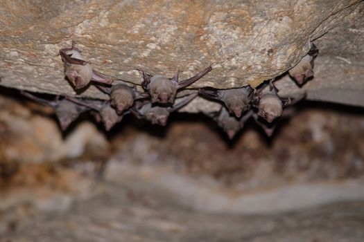 Long-winged Tomb Bat   are sleeping in the cave hanging on the ceiling period midday