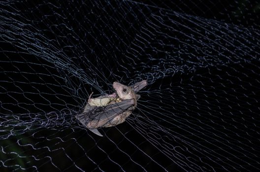 Greater Shortnosed Fruit Bat   are sleeping in the cave hanging on the ceiling period midday