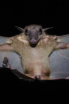 Greater Shortnosed Fruit Bat   are sleeping in the cave hanging on the ceiling period midday