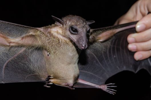 Greater Shortnosed Fruit Bat   are sleeping in the cave hanging on the ceiling period midday