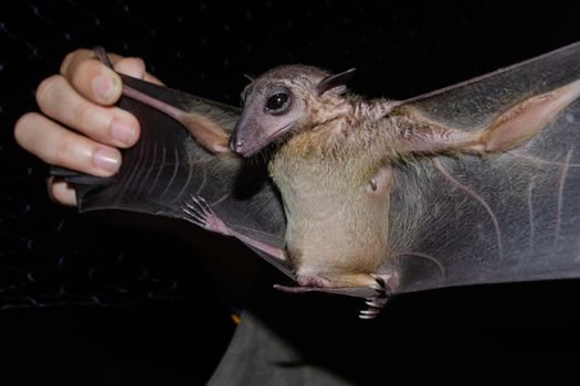 Greater Shortnosed Fruit Bat   are sleeping in the cave hanging on the ceiling period midday