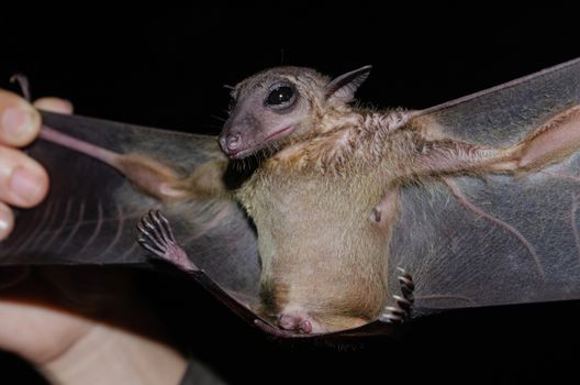 Greater Shortnosed Fruit Bat   are sleeping in the cave hanging on the ceiling period midday