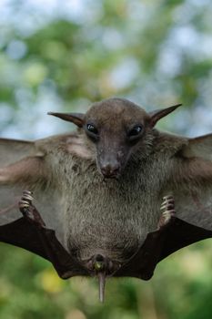Greater Shortnosed Fruit Bat   are sleeping in the cave hanging on the ceiling period midday