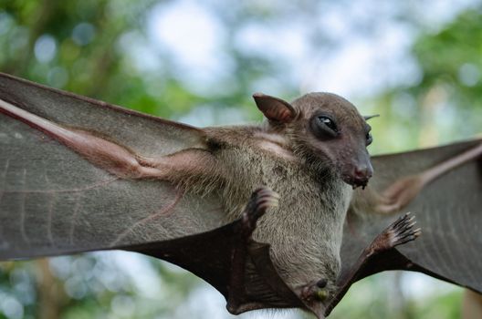 Greater Shortnosed Fruit Bat   are sleeping in the cave hanging on the ceiling period midday