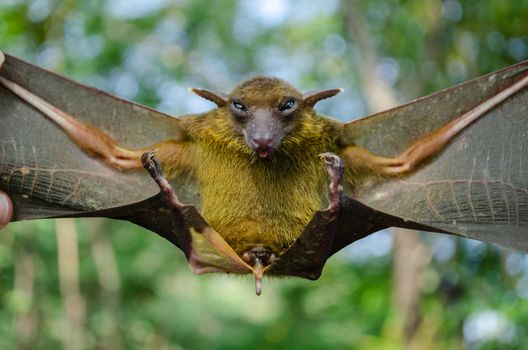 Greater Shortnosed Fruit Bat   are sleeping in the cave hanging on the ceiling period midday