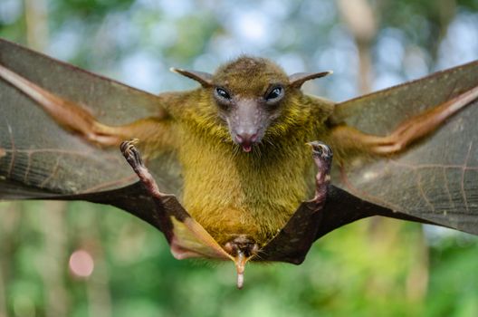 Greater Shortnosed Fruit Bat   are sleeping in the cave hanging on the ceiling period midday