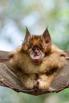 Blyth's Horseshoe Bat  are sleeping in the cave hanging on the ceiling period midday