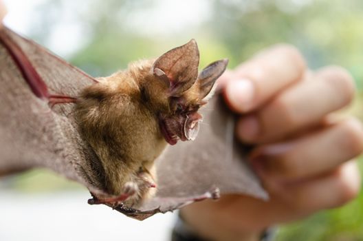 Blyth's Horseshoe Bat  are sleeping in the cave hanging on the ceiling period midday