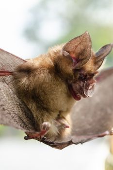 Blyth's Horseshoe Bat  are sleeping in the cave hanging on the ceiling period midday