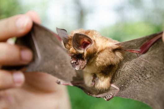 Blyth's Horseshoe Bat  are sleeping in the cave hanging on the ceiling period midday