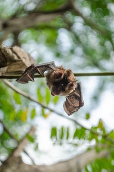 Blyth's Horseshoe Bat  are sleeping in the cave hanging on the ceiling period midday