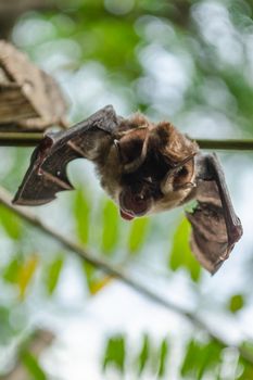 Blyth's Horseshoe Bat  are sleeping in the cave hanging on the ceiling period midday