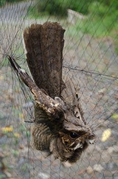 nightjar is found along the southern Himalayan foothill, eastern South Asia, Southeast Asia and nortern Austarlia