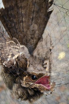 nightjar is found along the southern Himalayan foothill, eastern South Asia, Southeast Asia and nortern Austarlia