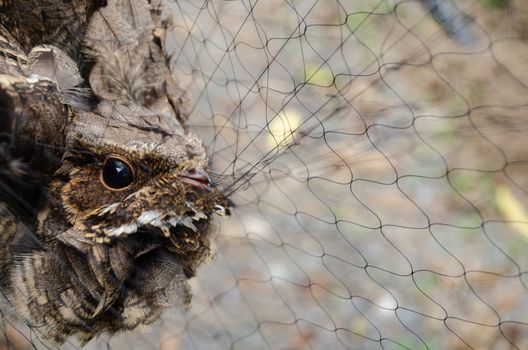 nightjar is found along the southern Himalayan foothill, eastern South Asia, Southeast Asia and nortern Austarlia
