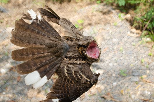 nightjar is found along the southern Himalayan foothill, eastern South Asia, Southeast Asia and nortern Austarlia