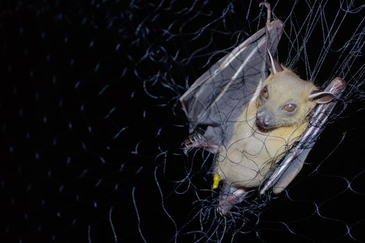 Greater Shortnosed Fruit Bat are sleeping in the cave hanging on the ceiling period midday