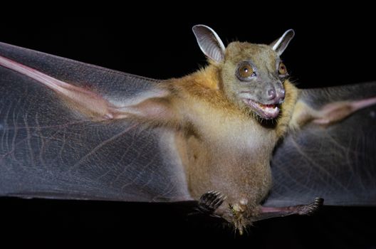 Greater Shortnosed Fruit Bat are sleeping in the cave hanging on the ceiling period midday