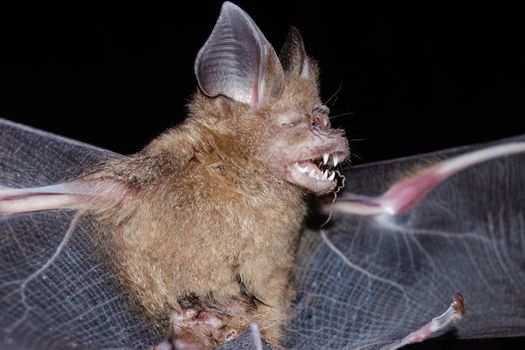 Intermediate Leaf-nosed Bat  are sleeping in the cave hanging on the ceiling period midday