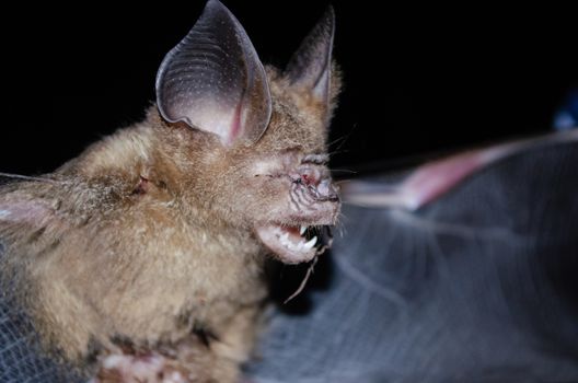 Intermediate Leaf-nosed Bat  are sleeping in the cave hanging on the ceiling period midday