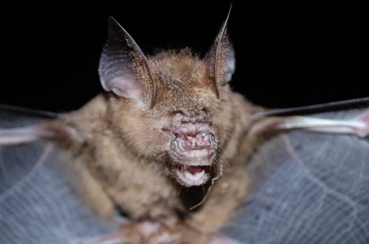 Intermediate Leaf-nosed Bat  are sleeping in the cave hanging on the ceiling period midday