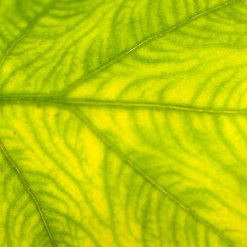 Extreme close-up of fresh green leaf as background.