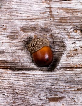 Close up view of seasonal autumn acorn inside of hole of driftwood. Selective focus on single acorn front. Vertical layout.  