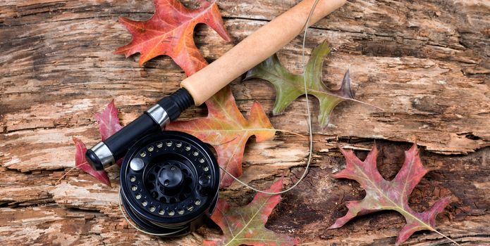 Fly fishing reel with dry weathered tree and fall leaves. Horizontal layout.