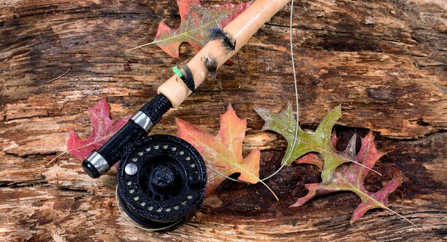 Fly fishing reel with wet weathered tree and fall leaves. Horizontal layout.