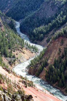 Vertical image of Yellowstone River running through the canyon during a summer day surrounded by pine trees