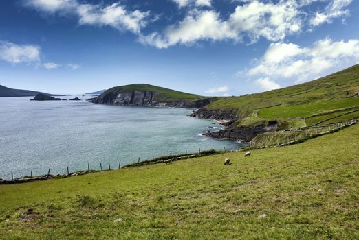 Rough coastline of Ireland with farm pasture