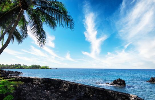 Tropical palm trees in upper left corner with copy space  