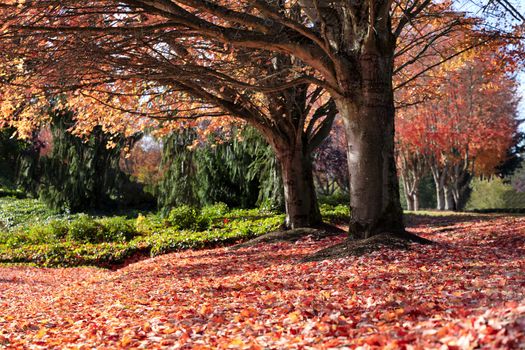 The end of Autumn season with fallen leaves on ground and bare trees 