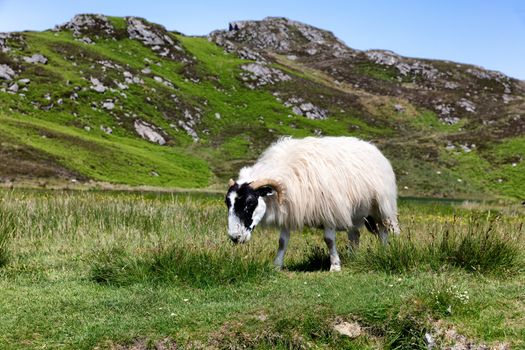 Mature sheep in pasture eating wild grass