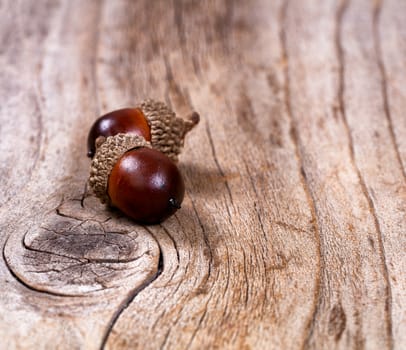 Close up view of seasonal autumn acorns on rustic wood. Selective focus on front acorn. 