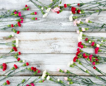 Colorful carnations forming circle border on white weathered wooden boards 