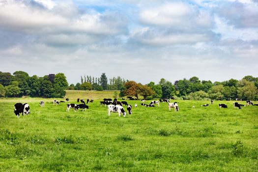 Dairy cows grazing in large farm pasture 