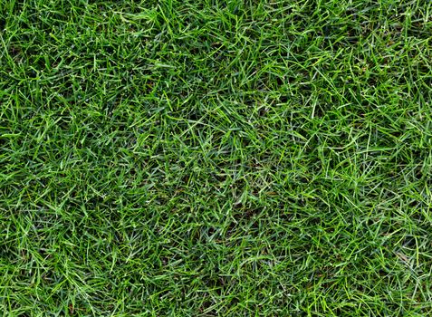 Natural grass with morning dew