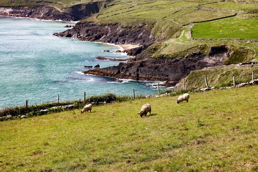 Sheep grazing in green pastures that are surrounded by cliffs on the ocean