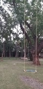 a swing on a tree