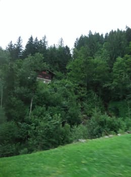 a green forest in uk