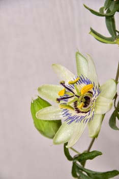 Escape with a flower and a bud of passionflower, a plant with carved leaves on a light background.
